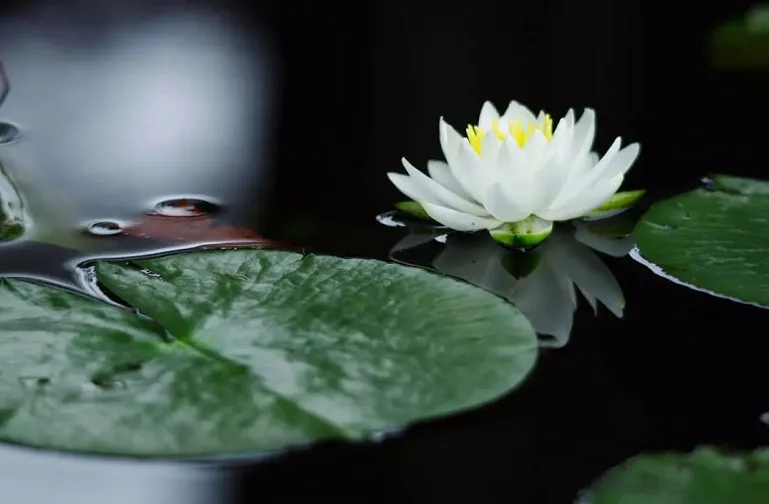 心念柔和，生活更美好