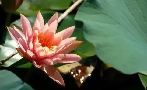 隨緣，一切都是最好的安排