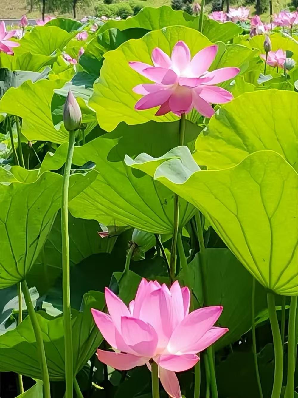 假“破瓦法”何以能在藏地流传最广？真相如何？