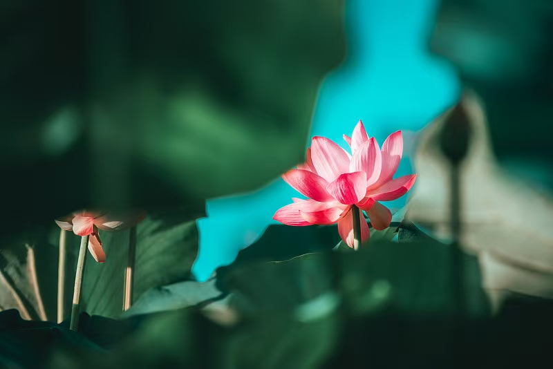 致著名活佛法师们，你们认识真正的佛法吗？